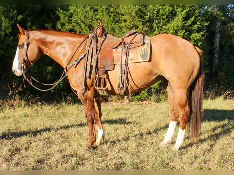 American Quarter Horse Wałach 12 lat 152 cm Bułana in Rusk TX