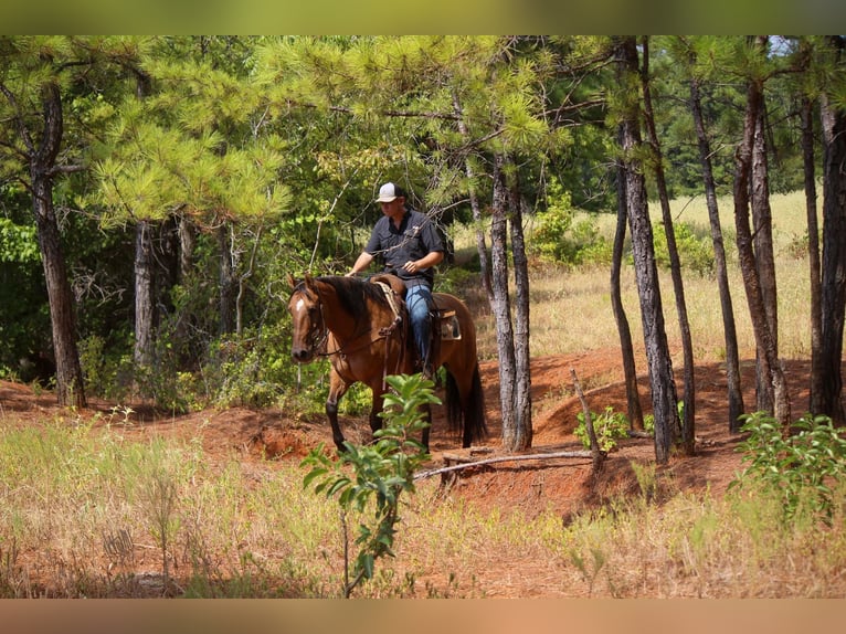 American Quarter Horse Wałach 12 lat 152 cm Bułana in Rusk TX