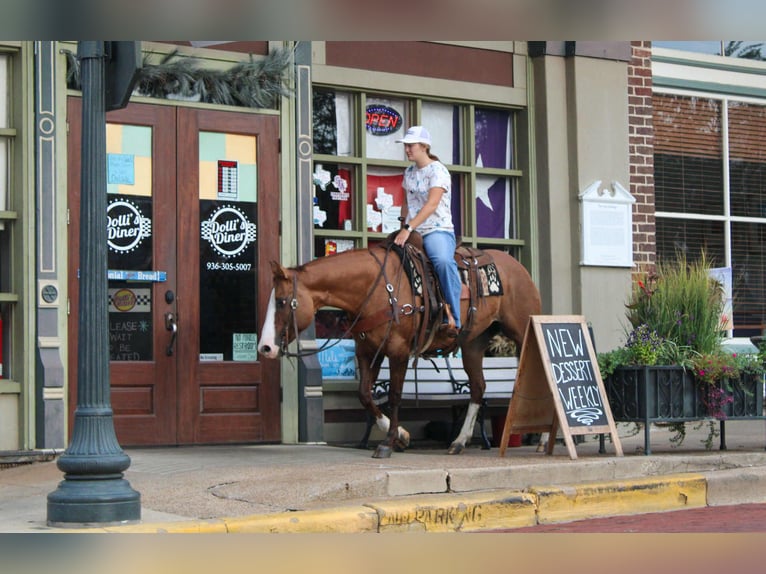American Quarter Horse Wałach 12 lat 152 cm Bułana in Rusk TX