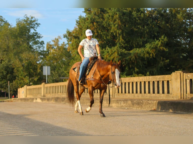 American Quarter Horse Wałach 12 lat 152 cm Bułana in Rusk TX
