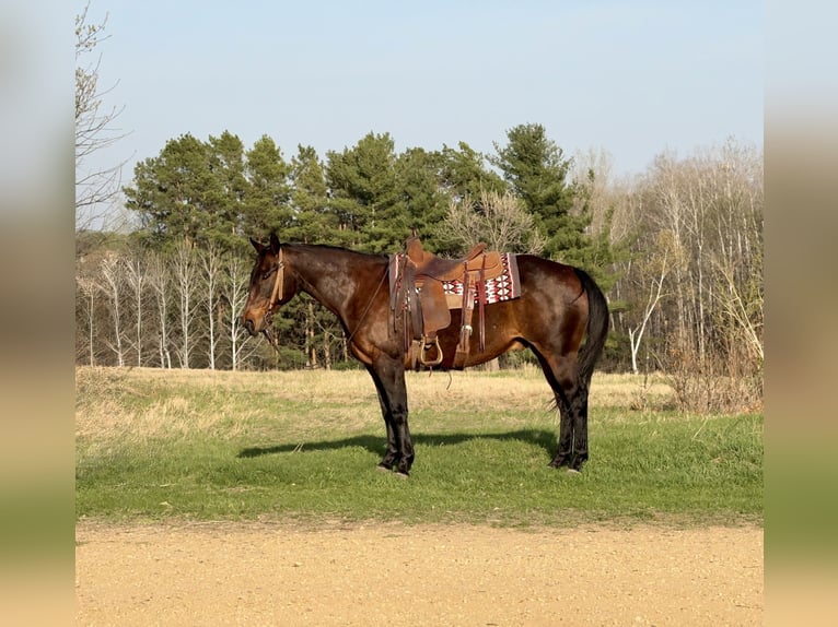 American Quarter Horse Wałach 12 lat 152 cm Gniada in Cannon Falls