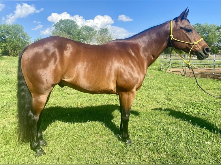 American Quarter Horse Wałach 12 lat 152 cm Gniada in Danville IN