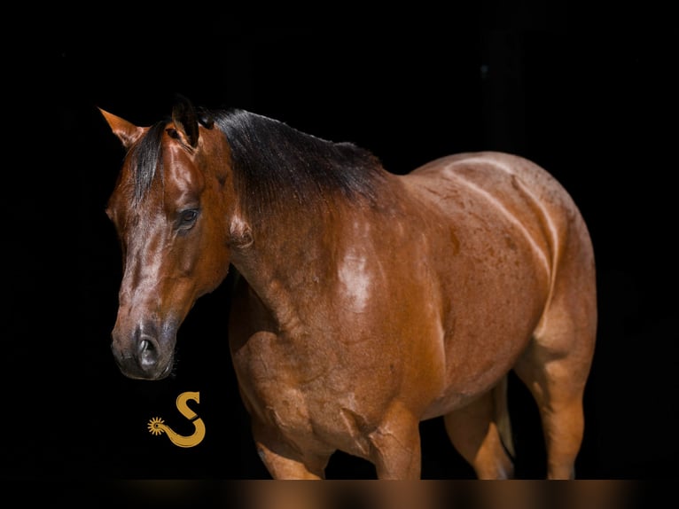American Quarter Horse Wałach 12 lat 152 cm Gniadodereszowata in Bogard, MO