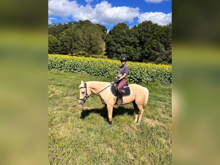 American Quarter Horse Wałach 12 lat 152 cm Izabelowata in Asheville