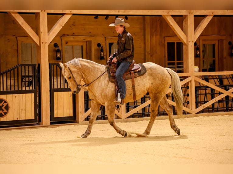 American Quarter Horse Wałach 12 lat 152 cm Izabelowata in Needmore