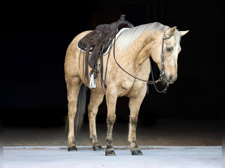 American Quarter Horse Wałach 12 lat 152 cm Izabelowata in Needmore