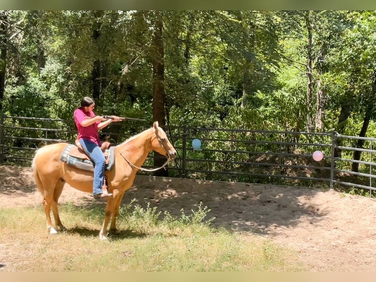 American Quarter Horse Wałach 12 lat 152 cm Izabelowata in Athens, TX