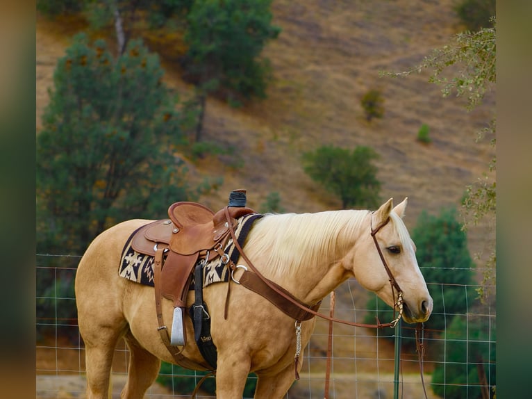 American Quarter Horse Wałach 12 lat 152 cm Izabelowata in Paicines CA