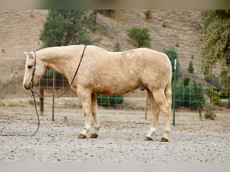 American Quarter Horse Wałach 12 lat 152 cm Izabelowata in Paicines CA