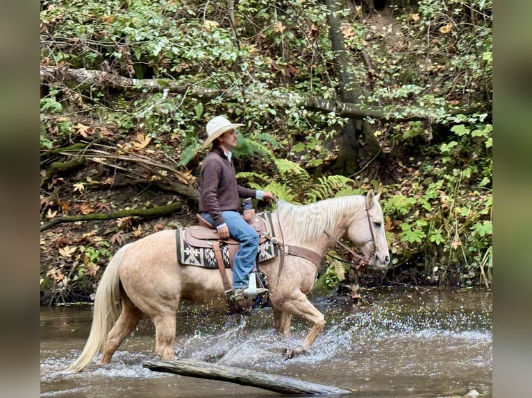 American Quarter Horse Wałach 12 lat 152 cm Izabelowata in Paicines CA