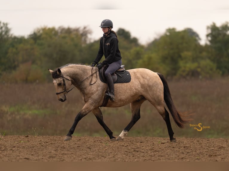 American Quarter Horse Wałach 12 lat 152 cm Jelenia in Bogard