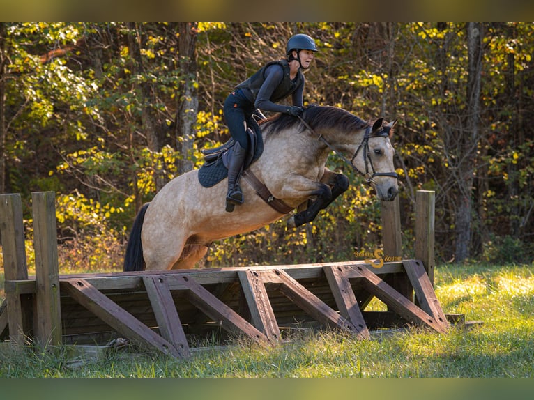 American Quarter Horse Wałach 12 lat 152 cm Jelenia in Bogard