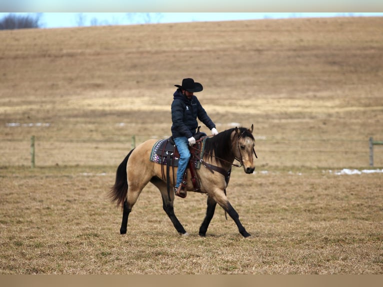 American Quarter Horse Wałach 12 lat 152 cm Jelenia in Clarion