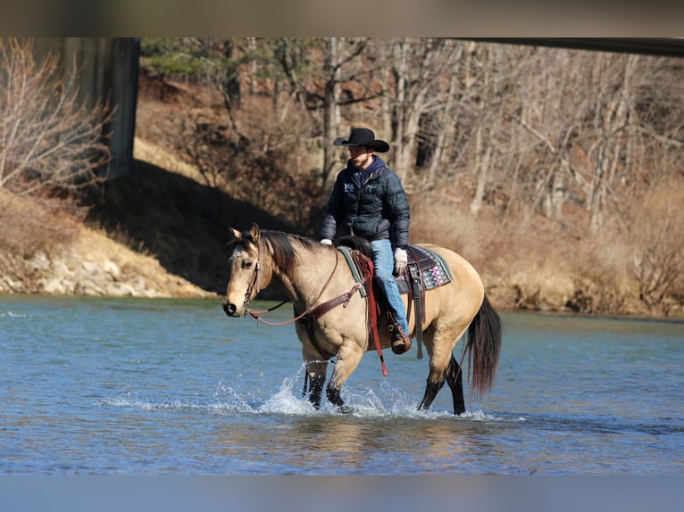 American Quarter Horse Wałach 12 lat 152 cm Jelenia in Clarion