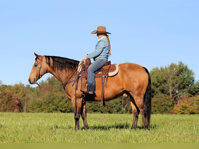 American Quarter Horse Wałach 12 lat 152 cm Jelenia in Clarion