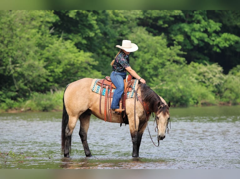 American Quarter Horse Wałach 12 lat 152 cm Jelenia in Clarion