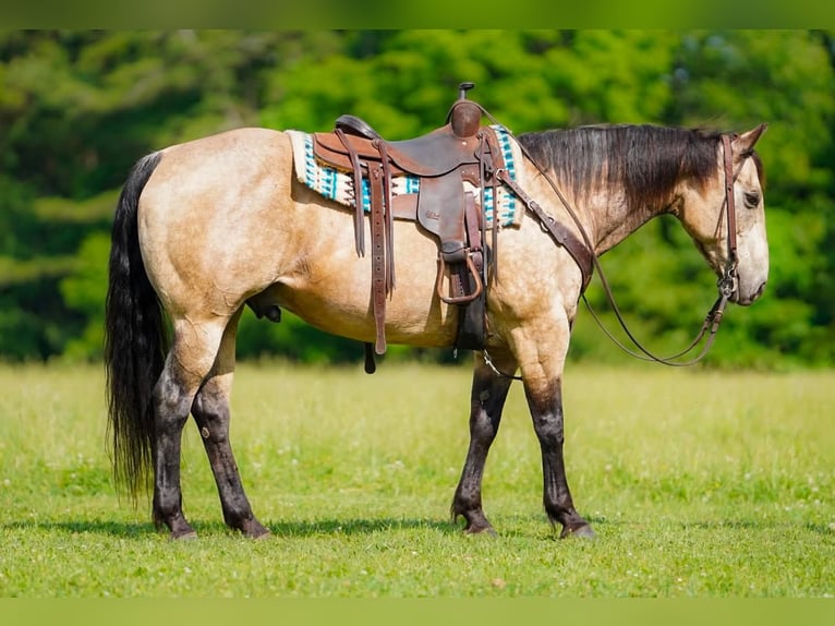 American Quarter Horse Wałach 12 lat 152 cm Jelenia in Clarion