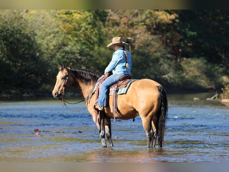 American Quarter Horse Wałach 12 lat 152 cm Jelenia in Clarion