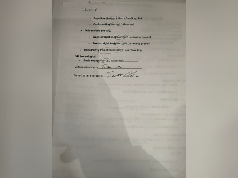 American Quarter Horse Wałach 12 lat 152 cm Jelenia in Clarion