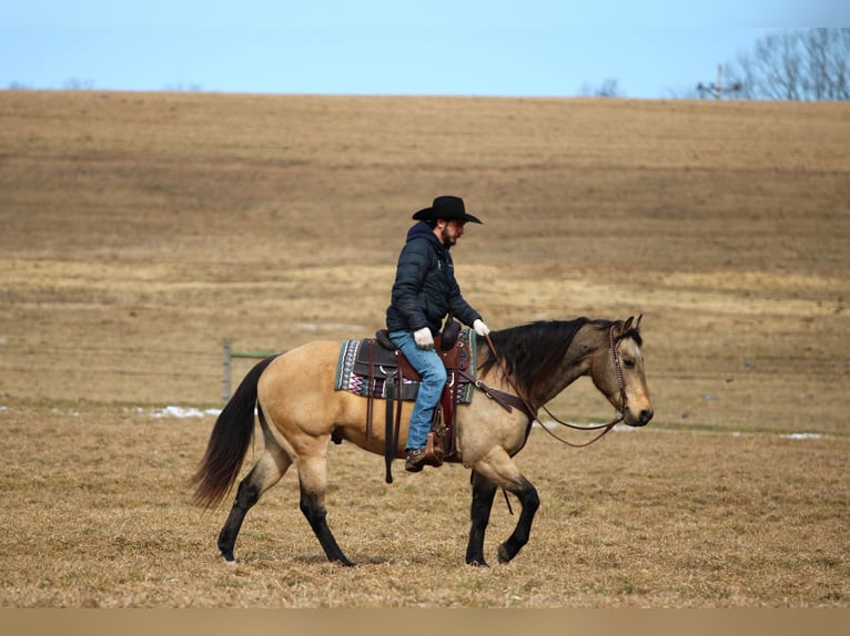 American Quarter Horse Wałach 12 lat 152 cm Jelenia in Clarion