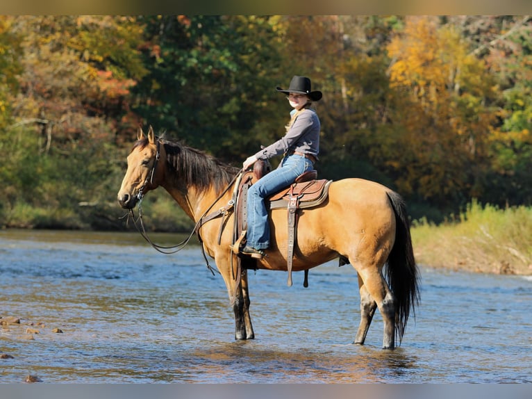 American Quarter Horse Wałach 12 lat 152 cm Jelenia in Clarion