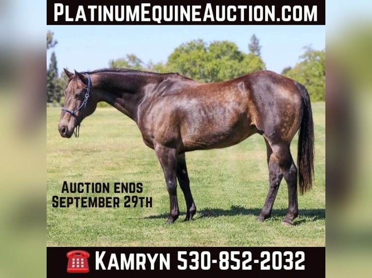 American Quarter Horse Wałach 12 lat 152 cm Jelenia in Pleasant Grove CA