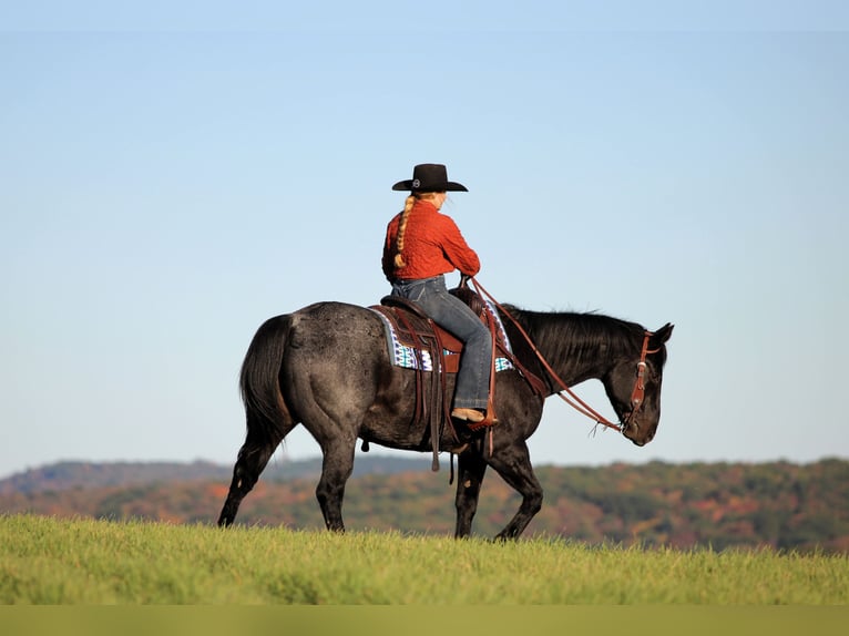 American Quarter Horse Wałach 12 lat 152 cm Karodereszowata in Clarion American Quarter Horse Wałach 12 lat 152 cm Karodereszowata in Clarion