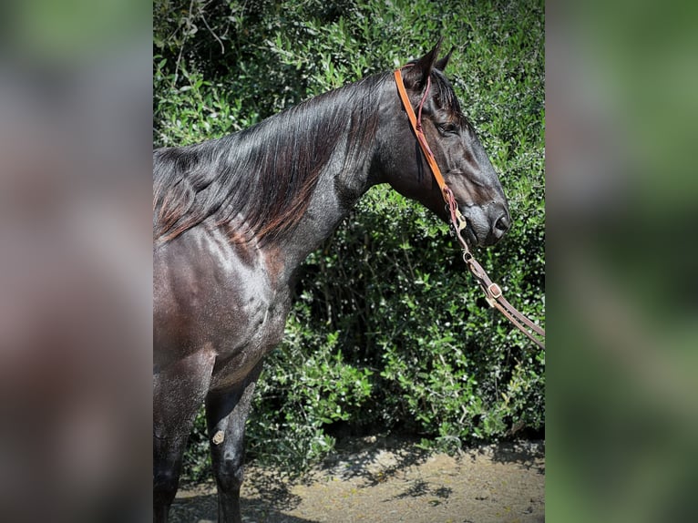 American Quarter Horse Wałach 12 lat 152 cm Karodereszowata in Paicines, CA