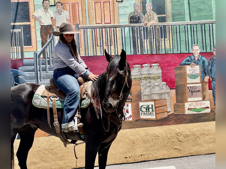 American Quarter Horse Wałach 12 lat 152 cm Karodereszowata in Paicines, CA