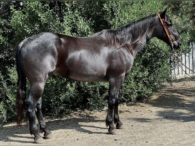 American Quarter Horse Wałach 12 lat 152 cm Karodereszowata in Paicines, CA