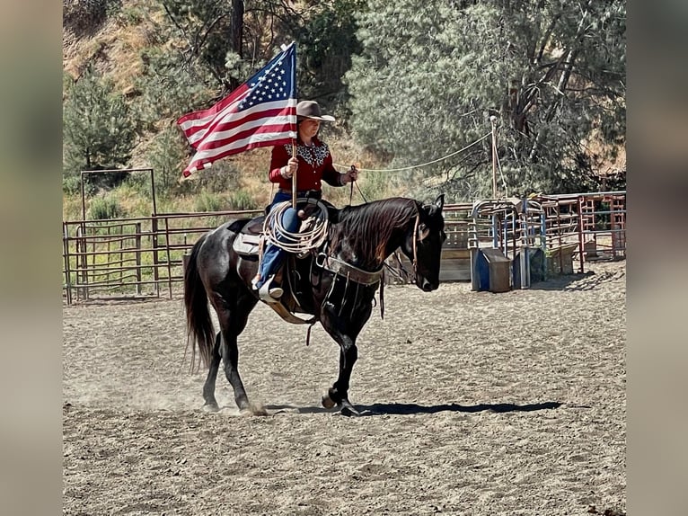 American Quarter Horse Wałach 12 lat 152 cm Karodereszowata in Paicines, CA