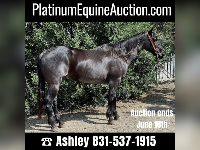 American Quarter Horse Wałach 12 lat 152 cm Karodereszowata in Paicines, CA