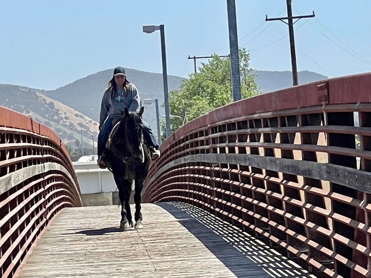 American Quarter Horse Wałach 12 lat 152 cm Karodereszowata in Paicines, CA
