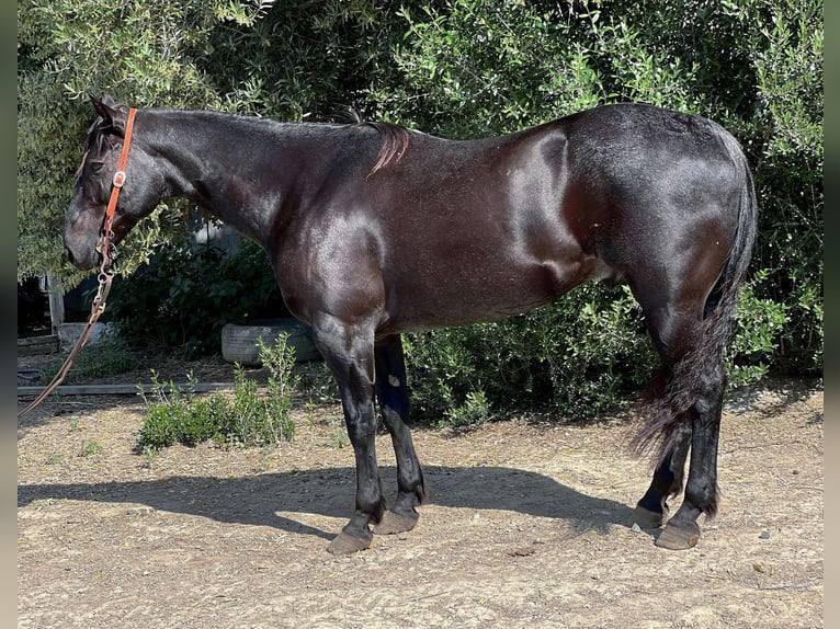 American Quarter Horse Wałach 12 lat 152 cm Karodereszowata in Paicines, CA