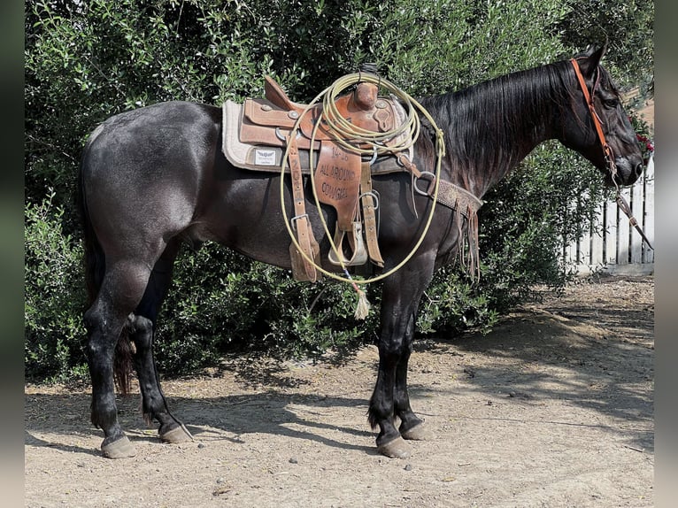 American Quarter Horse Wałach 12 lat 152 cm Karodereszowata in Paicines, CA