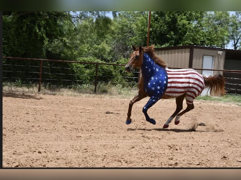 American Quarter Horse Wałach 12 lat 152 cm Kasztanowatodereszowata in Stephenville