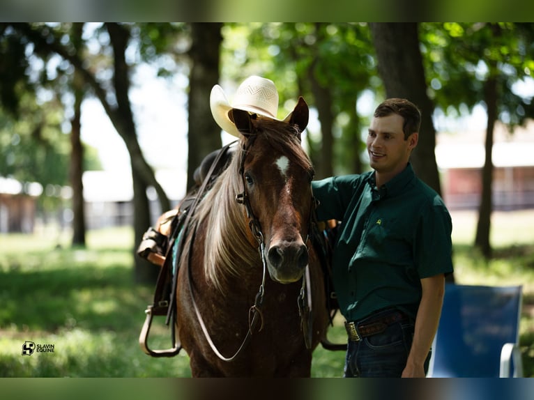 American Quarter Horse Wałach 12 lat 152 cm Kasztanowatodereszowata in Whitesboro, TX