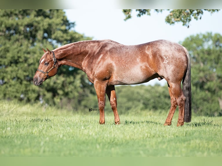 American Quarter Horse Wałach 12 lat 152 cm Kasztanowatodereszowata in Whitesboro, TX