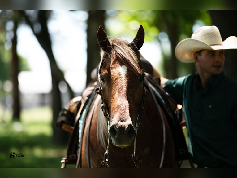 American Quarter Horse Wałach 12 lat 152 cm Kasztanowatodereszowata in Whitesboro, TX