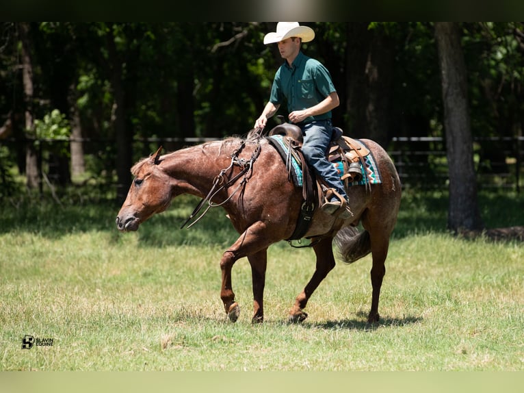American Quarter Horse Wałach 12 lat 152 cm Kasztanowatodereszowata in Whitesboro, TX