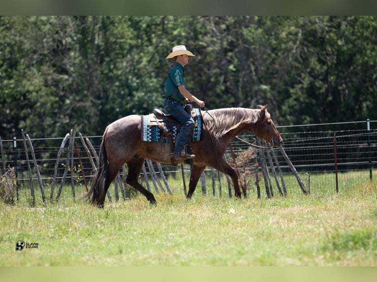 American Quarter Horse Wałach 12 lat 152 cm Kasztanowatodereszowata in Whitesboro, TX