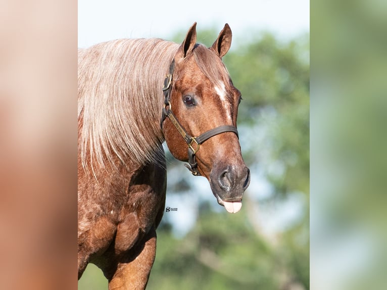 American Quarter Horse Wałach 12 lat 152 cm Kasztanowatodereszowata in Whitesboro, TX