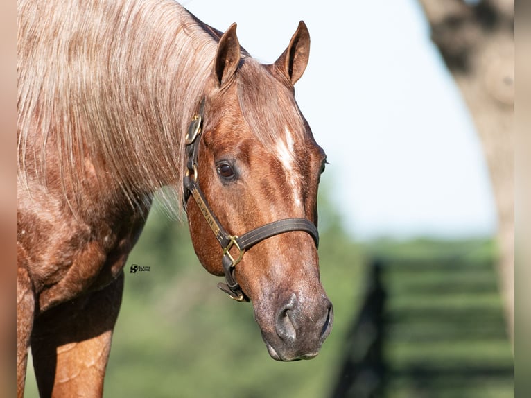 American Quarter Horse Wałach 12 lat 152 cm Kasztanowatodereszowata in Whitesboro, TX