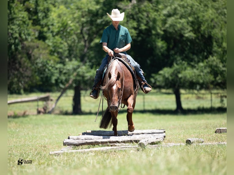 American Quarter Horse Wałach 12 lat 152 cm Kasztanowatodereszowata in Whitesboro, TX