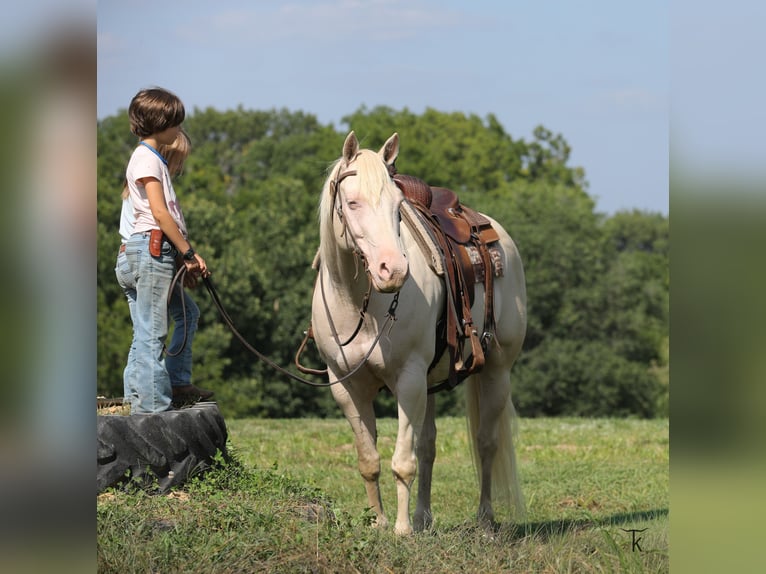 American Quarter Horse Wałach 12 lat 152 cm Perlino in Bellevue