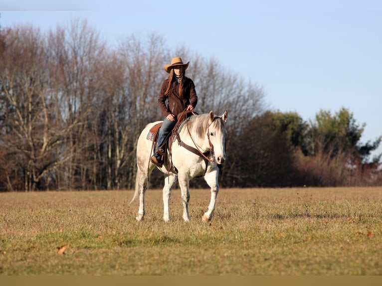American Quarter Horse Wałach 12 lat 152 cm Siwa in Clarion