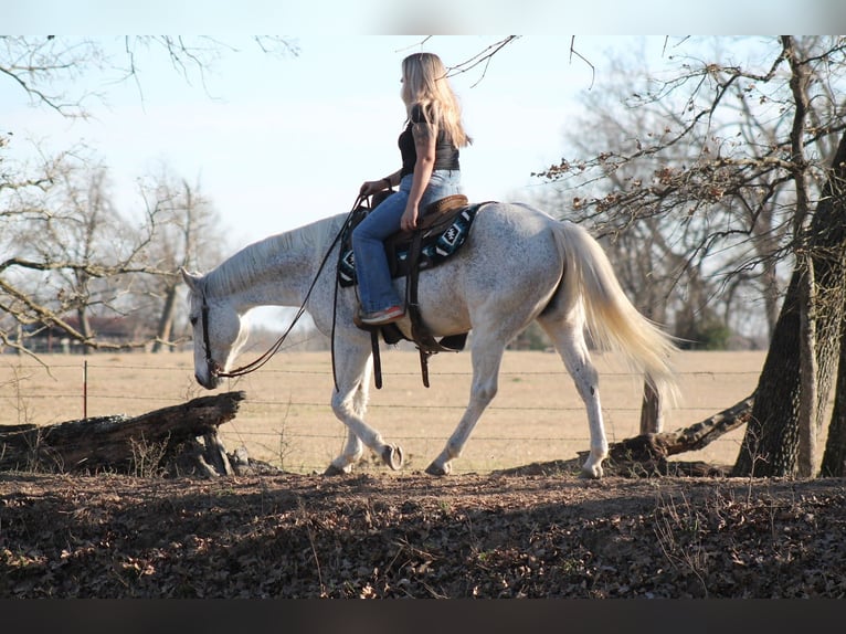 American Quarter Horse Wałach 12 lat 152 cm Siwa in Plano