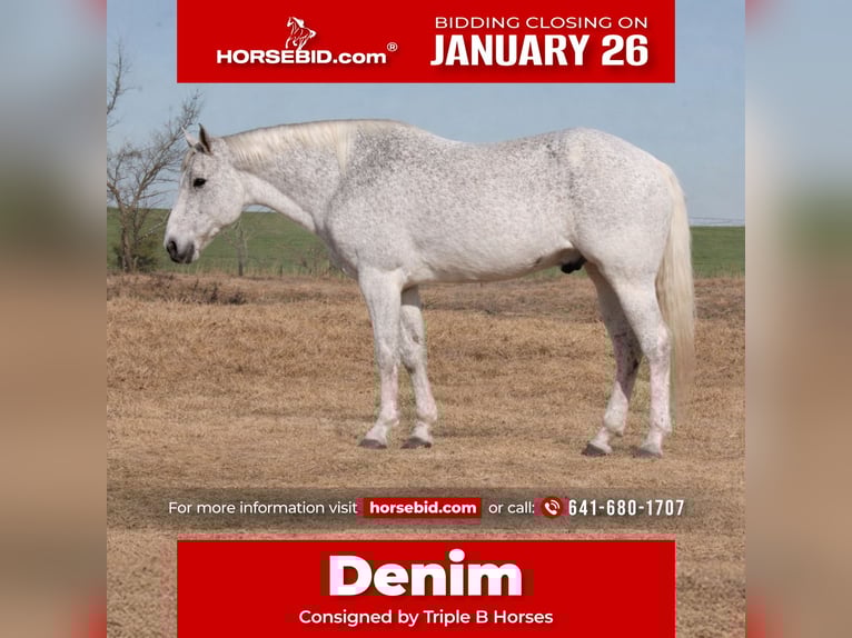 American Quarter Horse Wałach 12 lat 152 cm Siwa in Plano