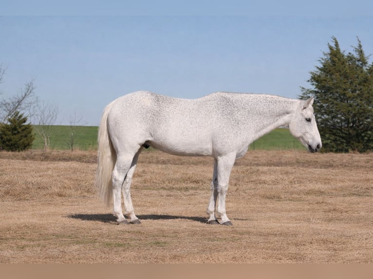 American Quarter Horse Wałach 12 lat 152 cm Siwa in Plano