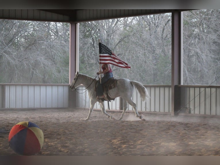 American Quarter Horse Wałach 12 lat 152 cm Siwa in Plano